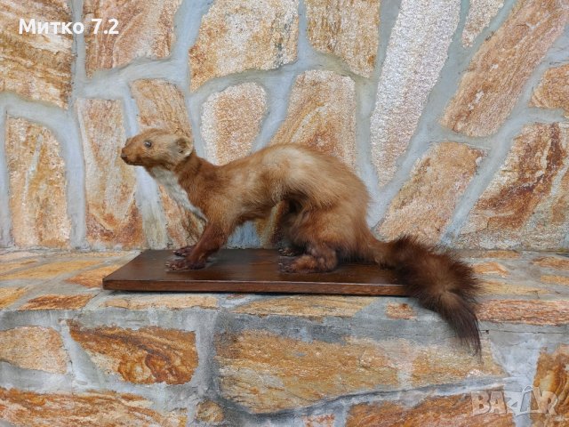 Препарирана белка, снимка 9 - Други - 37283951