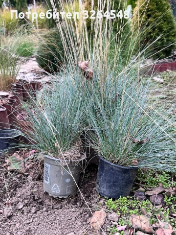 Фестука, синя трева / Festuca glauca, снимка 2 - Разсади - 52061290