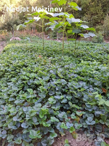 Ягоди сорт Мурано