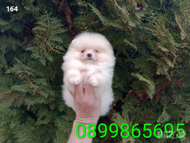 Мъжки и женски Померани. Реални снимки от 22.03.26 г. , снимка 4 - Померан - 53876191