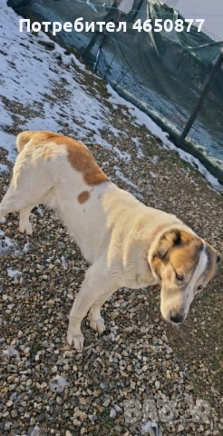 Женска на 1.7 месеца разгонена , снимка 3 - Алабай - 53253869