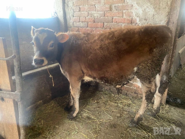 Две телета мъжко и женско по на 5-6 месеца