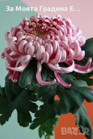 Хризантема разсад за юни месец!!, снимка 8 - Разсади - 54032482