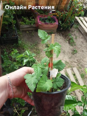 Жълта къпина (Полар бери), снимка 4 - Градински цветя и растения - 29100727