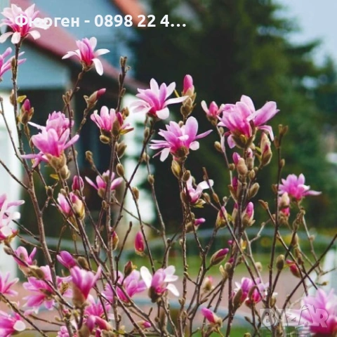 Магнолия Джордж Хенри Керн, снимка 3 - Разсади - 43794643