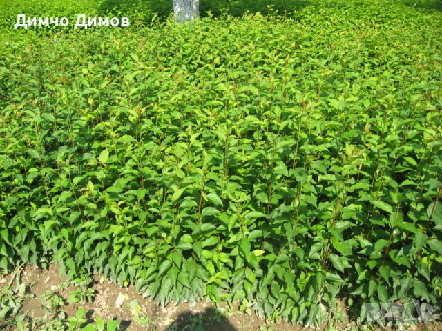 Продавам подложки махалебка и джанка, снимка 10 - Сортови семена и луковици - 52732245