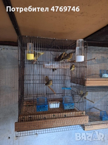 Продавам канарчета 2025г с метални пръстени, снимка 5 - Канари - 53885975