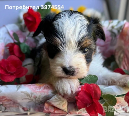 Бивер момиче, снимка 2 - Йоркширски териер - 54335180