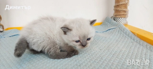 Кълърпойнтчета шотландски, снимка 15 - Британска късокосместа - 54252898