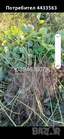 Целогодишни сортове  Расзад ягоди и манни , снимка 3 - Разсади - 49743611