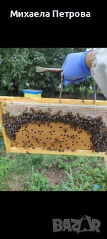 Пчелни отводки многокорпусни , снимка 2 - Пчелни продукти - 44303357