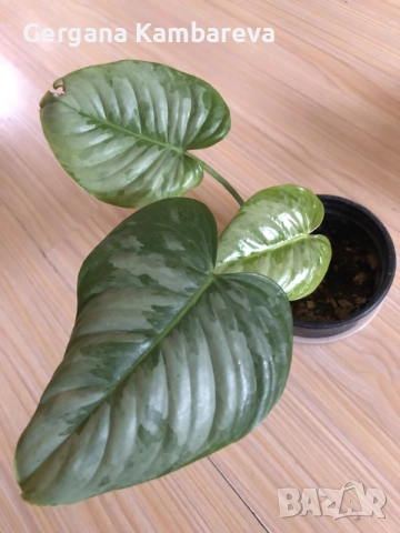 Monstera Aurea, philodendron Florida Beauty, Sodiroi, Cream Splash, Epipremnum Baltic Blue , снимка 6 - Стайни растения - 56086278