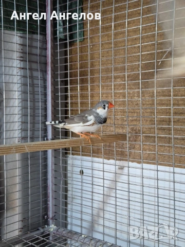 зеброви амадини , снимка 6 - Амадини - 53338889