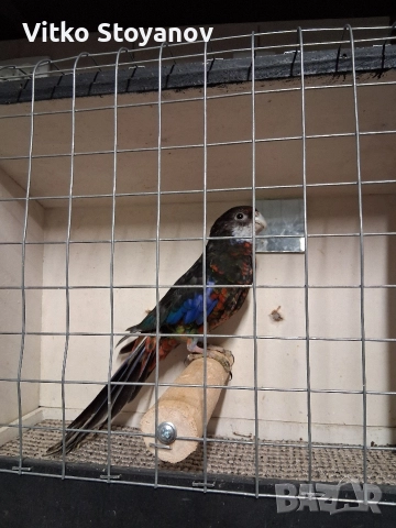 Розела, снимка 7 - Папагали - 48423804