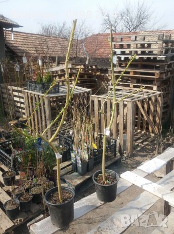 Бреза 100-150см за 11лв , размер 200-220см за 21лв и Налични 3 вида Върби , снимка 16 - Разсади - 38067285