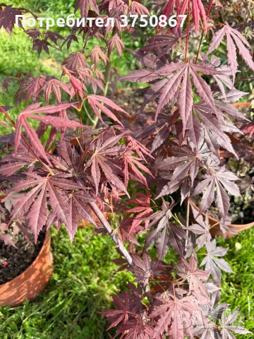 🌿💞🌱 Японски клен ‘Atropurpureum’ (Acer palmatum Atropurpureum), снимка 5 - Градински цветя и растения - 54261832