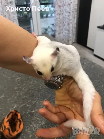 Кротки бебета захарни катерички в различни цветове - sugar glider, снимка 2 - Други - 38799057