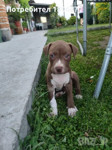 Питбул. Pitbull 