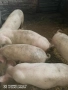 Продавам прасенца, снимка 4