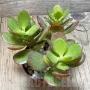 Crassula ovata v. minor, снимка 1