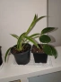 стайни цветя- комплект Хоя + Хлорофитум + Сансевиера + Алое , снимка 3