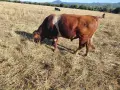 Свободен бик се продава , снимка 1
