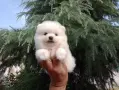 Чисто бели Померанчета. Реални снимки !!!, снимка 2
