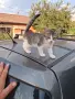Подарявам малки котета на два месеца. Перник кв Тева., снимка 4
