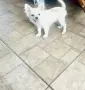 чихуахуа на 6 м, снимка 1