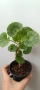 Pelargonium Mallorca , снимка 4