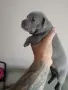 Американско були покет  American bully , снимка 8
