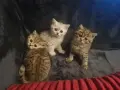 Британски късокосмести , снимка 13