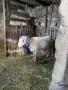 Продавам коч-двогодишен асаф, снимка 1
