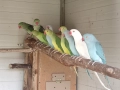 Продавам папагали , снимка 1