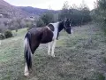 Продавам кубила, снимка 3