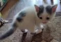 котенца търсят дом, 3 мес., снимка 8