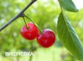 Продавам Вишни и Вишновки, снимка 4