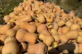 Продавам тиква Матилда на едро., снимка 1