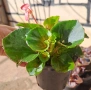 Градинска бегония , снимка 13