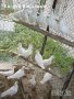Бели пощенски гълъби, снимка 1 - Гълъби - 28834610