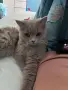 Подарявам котета, снимка 9