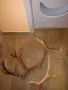 СССР Ретро Винтидж големи стари рога рог елен лос трофей , снимка 1