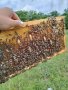 Свободно оплодени пчелни майки, снимка 2