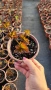 Физокарпус Диабло, Physocarpus Opulifolius Diablo, снимка 11