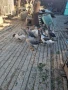 гъски фазан петли пуйки, снимка 4