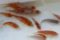 японски шаран кои, снимка 8