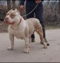 Американско були / American bully XL , снимка 15