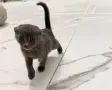 Шотландски клепоухи , снимка 3