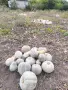 Бели тикви сладки на едро, снимка 3