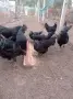 Аям  Кемани 6+1 , снимка 2